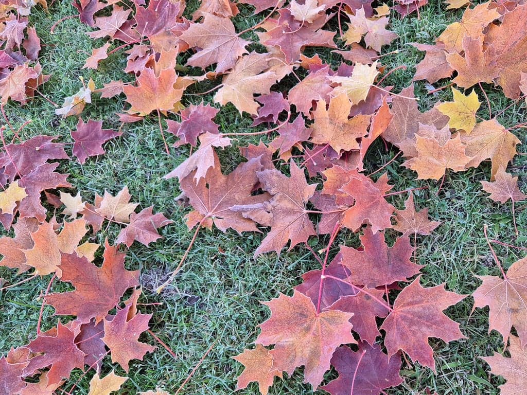 HÃ¶st 2025 lÃ¶v.jpg